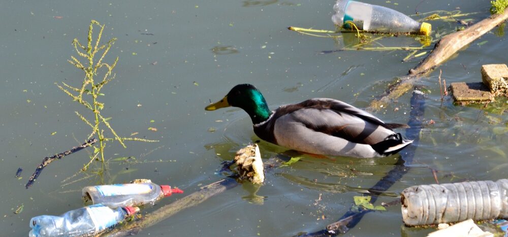 duck in water with litter
