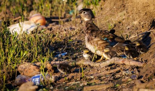 Duck on land, surrounded by litter